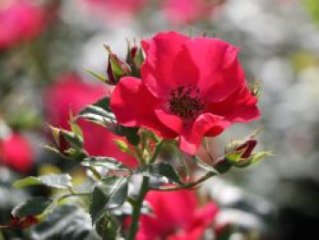 Bodendeckerrose 'Stadt Rom' ®, Rosa 'Stadt Rom' ® ADR-Rose, Containerware