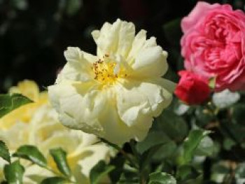 Bodendeckerrose &#8218;Sunny Rose&#8216; ®, Rosa &#8218;Sunny Rose&#8216; ®, Containerware