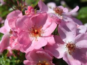 Bodendeckerrose &#8218;Sweet Haze&#8216; ®, Rosa &#8218;Sweet Haze&#8216; ®, Containerware