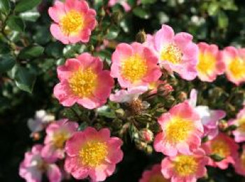 Bodendeckerrose 'Topolina' ®, Rosa 'Topolina' ® ADR-Rose, Containerware