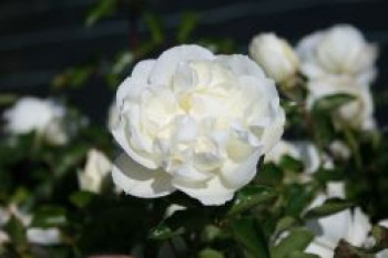 Bodendecker-Rose &#8218;White Meidiland ®&#8216;, Rosa &#8218;White Meidiland ®&#8216;, Containerware