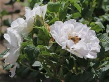 Bodendeckerrose 'White Roadrunner ®', Rosa 'White Roadrunner ®', Containerware