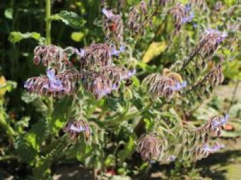 Borretsch / Gurkenkraut, Borago officinalis, Topfware