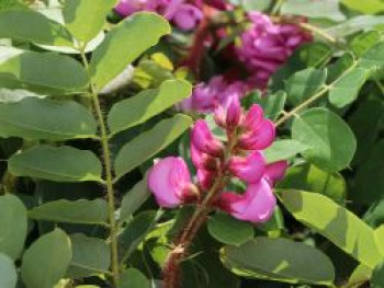 Borstenakazie 'Macrophylla', 100-150 cm, Robinia hispida 'Macrophylla', Containerware