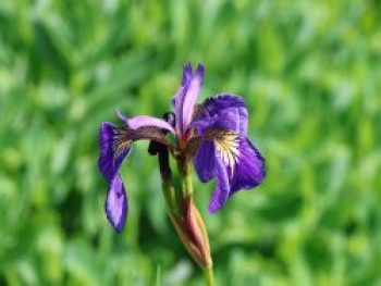 Borstige Schwertlilie, Iris setosa, Topfware