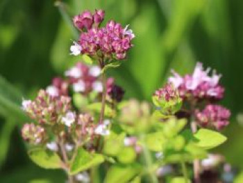 Borstiger Dost / Pizza-Oregano, Origanum vulgare subsp. hirtum, Topfware