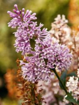 Botananischer Flieder 'Minuet', Stamm 50 cm, 60-90 cm, Syringa x prestoniae 'Minuet', Stämmchen