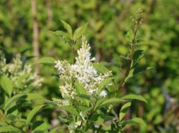Botanischer Flieder 'Agnes Smith', 10-20 cm, Syringa x prestoniae 'Agnes Smith', Topfware