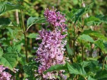 Botanischer Flieder &#8218;Elinor&#8216;, 30-40 cm, Syringa x prestoniae &#8218;Elinor&#8216;, Containerware