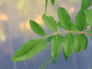 Brasiliansicher Pfefferbaum, 175-200 cm, Schinus terebinthifolius, Containerware