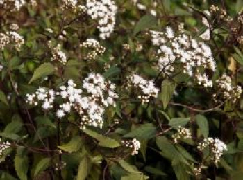 Braunblättiger Wasserdost / Natternwurz &#8218;Chocolate&#8216;, Eupatorium rugosum &#8218;Chocolate&#8216;, Topfware