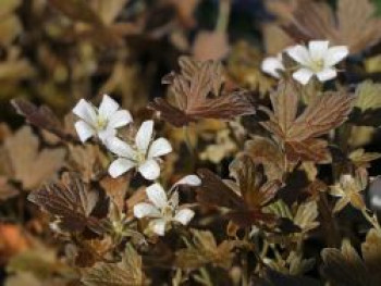 Braunblättriger Storchschnabel &#8218;Sanne&#8216;, Geranium sessiliflorum &#8218;Sanne&#8216;, Topfware