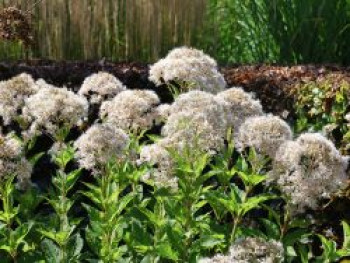 Braunblättriger Wasserdost &#8218;Snowball&#8216;, Eupatorium rugosum &#8218;Snowball&#8216;, Topfware