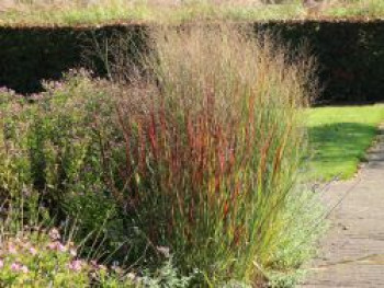 Braunrote Ruten-Hirse &#8218;Hänse Herms&#8216;, Panicum virgatum &#8218;Hänse Herms&#8216;, Containerware