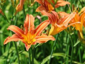 Braunrote Taglilie, Hemerocallis fulva, Topfware