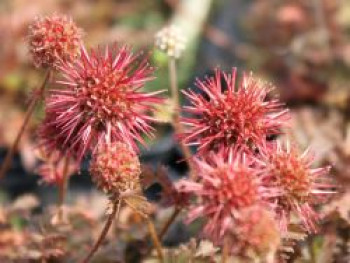 Braunrotes Stachelnüsschen &#8218;Kupferteppich&#8216;, Acaena microphylla &#8218;Kupferteppich&#8216;, Topfware