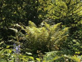 Brauns Schildfarn, Polystichum braunii, Topfware