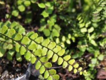 Braunstieliger Streifenfarn, Asplenium trichomanes, Topfware