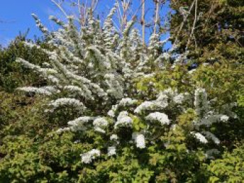 Brautspiere / Schneespiere, 10-20 cm, Spiraea arguta, Topfware