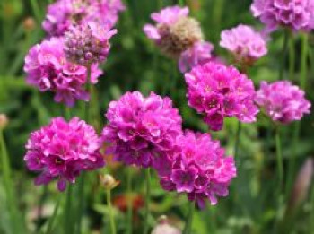 Breitblättrige Grasnelke &#8218;Ballerina Lilac&#8216;, Armeria pseudarmeria &#8218;Ballerina Lilac&#8216;, Topfware