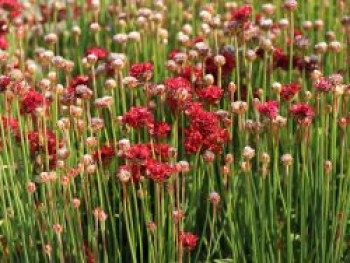 Breitblättrige Grasnelke &#8218;Ballerina Red&#8216;, Armeria pseudarmeria &#8218;Ballerina Red&#8216;, Topfware