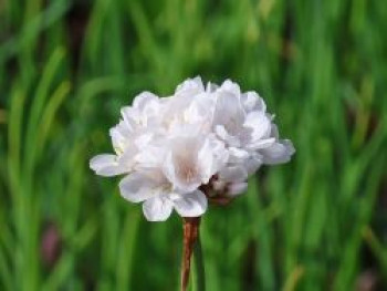 Breitblättrige Grasnelke 'Ballerina White', Armeria pseudarmeria 'Ballerina White', Topfware