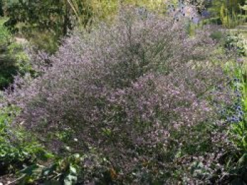 Breitblättriger Steppenschleier, Limonium latifolium, Topfware