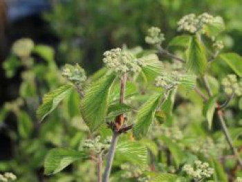 Breitdoldiger Schneeball &#8218;Sealing Wax&#8216;, 30-40 cm, Viburnum dilatatum &#8218;Sealing Wax&#8216;, Containerware