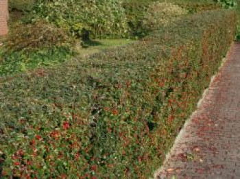 Breite Strauchmispel, 60-100 cm, Cotoneaster divaricatus, Containerware