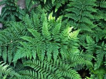 Breitwedel-Dornfarn, Dryopteris dilatata, Topfware