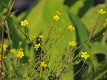 Brennender Hahnenfuß, Ranunculus flammula, Topfware