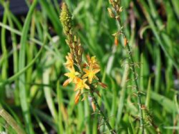 Brenngeleepflanze, Bulbine frutescens, Topfware