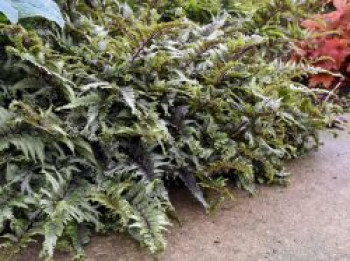 Brokatfarn 'Crested Surf', Athyrium niponicum 'Crested Surf', Topfware