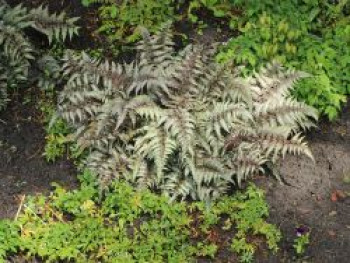 Brokatfarn &#8218;Metallicum&#8216; / &#8218;Pictum&#8216;, Athyrium niponicum &#8218;Metallicum&#8216; / &#8218;Pictum&#8216;, Topfware