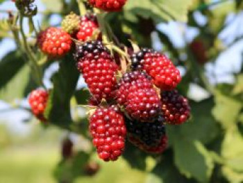 Brombeere 'Black Satin', 20-30 cm, Rubus fruticosus 'Black Satin', Containerware