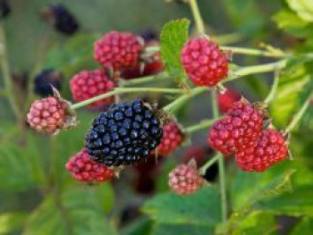 Brombeere BRAZEL BERRY ® 'BABY CAKES' ®, 25-30 cm, Rubus fruticosus BRAZEL BERRY ® 'BABY CAKES' ®, Containerware