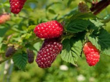 Brombeere &#8218;Buckingham Tayberry&#8216;, 40-60 cm, Rubus x &#8218;Buckingham Tayberry&#8216;, Containerware