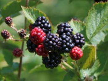 Brombeere &#8218;Coolaris® Patio Black&#8216;, Rubus fruticosus &#8218;Coolaris® Patio Black&#8216;, Topfware