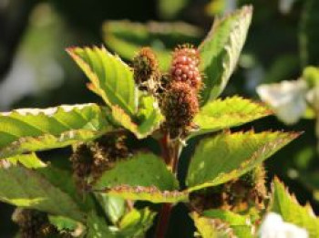 Brombeere Direttissima ® &#8218;Montblanc ®&#8216;, 40-60 cm, Rubus fruticosus Direttissima ® &#8218;Montblanc ®&#8216;, Containerware