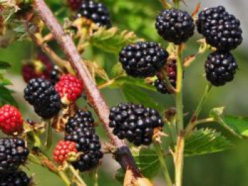 Brombeere &#8218;Dirksen Thornless&#8216;, 40-60 cm, Rubus fruticosus &#8218;Dirksen Thornless&#8216;, Containerware