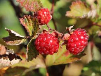 Brombeere &#8218;Dorman Red&#8216;, 40-60 cm, Rubus fruticosus &#8218;Dorman Red&#8216;, Containerware