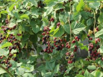 Brombeere &#8218;Jumbo&#8216; (S), 40-60 cm, Rubus fruticosus &#8218;Jumbo&#8216; (S), Containerware