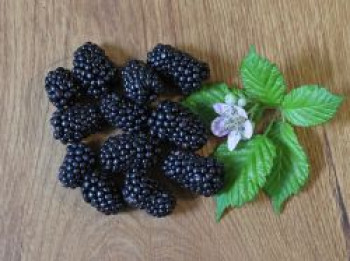 Brombeere &#8218;Kiowa&#8216; ®, 40-60 cm, Rubus fruticosus &#8218;Kiowa&#8216; ®, Containerware