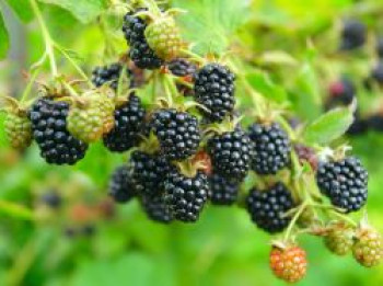 Brombeere &#8218;Loch Tay&#8216; (S), 40-60 cm, Rubus fruticosus &#8218;Loch Tay&#8216; (S), Containerware