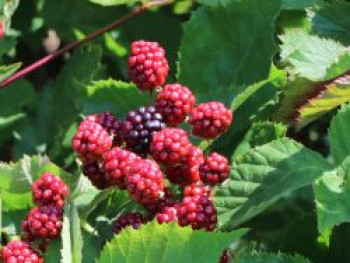 Brombeere Lowberry ® 'Little Black Prince' ®, 20-30 cm, Rubus fruticosus Lowberry ® 'Little Black Prince' ®, Containerware