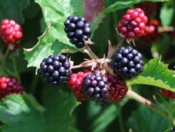 Brombeere 'Lucky Berry' ®, 40-60 cm, Rubus fruticosus 'Lucky Berry' ®, Containerware