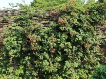 Brombeere 'Oregon Thornless' / 'Thornless Evergreen', 20-30 cm, Rubus fruticosus 'Oregon Thornless' / 'Thornless Evergreen', Containerware