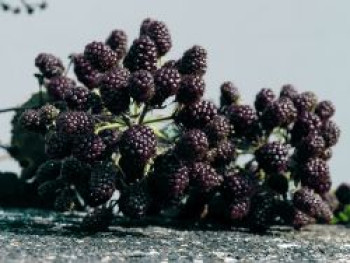 Brombeere 'Theodor Reimers', 20-30 cm, Rubus fruticosus 'Theodor Reimers', Containerware