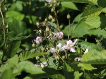 Brombeere 'Thornfree', 20-30 cm, Rubus fruticosus 'Thornfree', Containerware