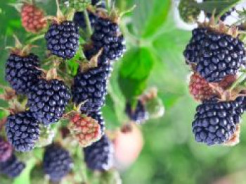 Brombeere 'Triple Crown', 20-30 cm, Rubus fruticosus 'Triple Crown', Containerware